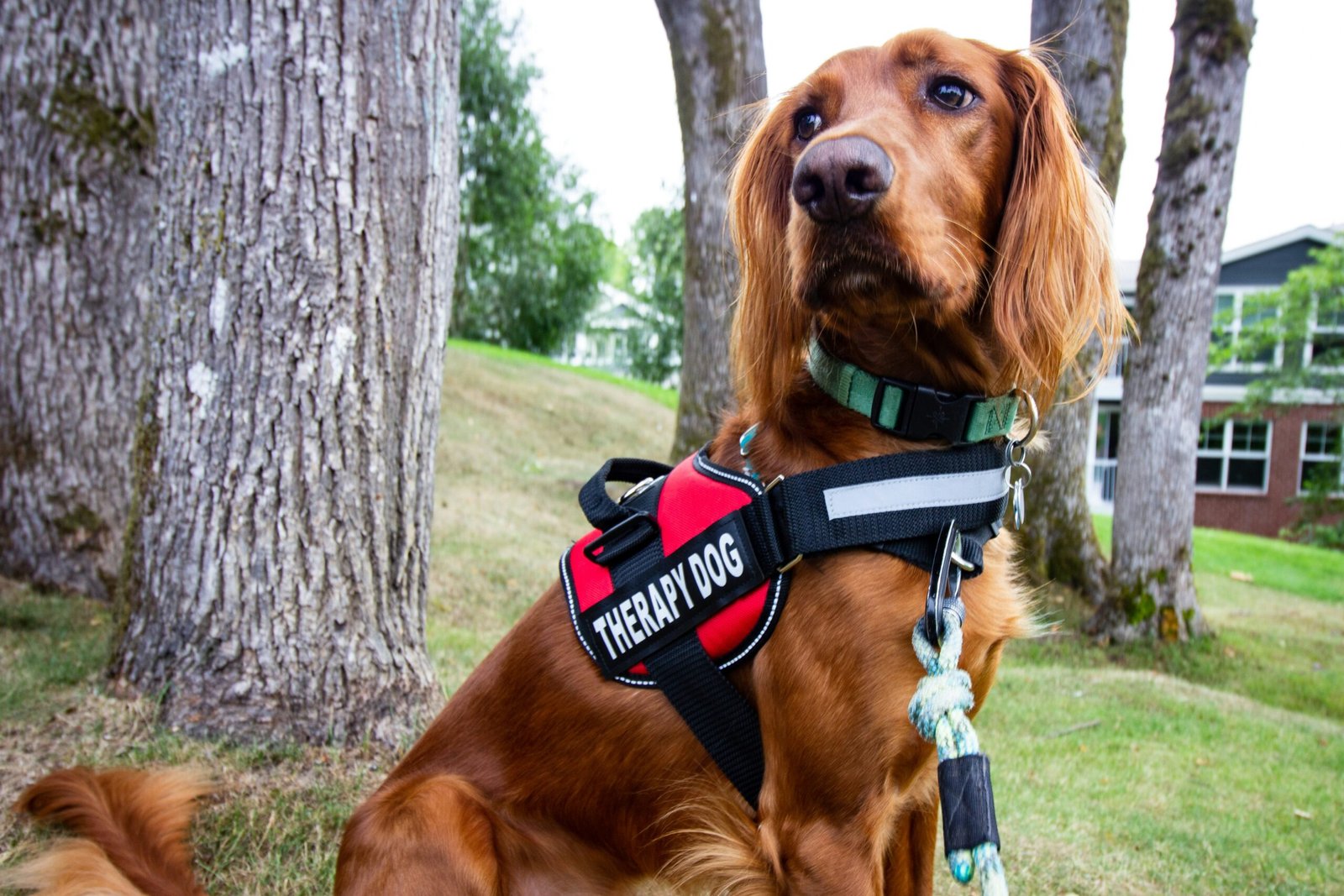 How Therapy Can Aid in Depression Recovery 2 brown long coated dog wearing black and red harness
