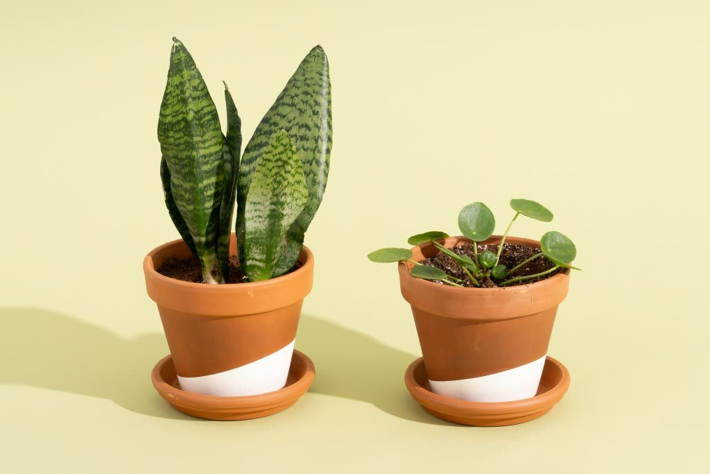 plantsonline 2048px 8471